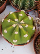 Echinopsis Subdenudata 5 CM Approx. Cactus Plante Jeune Succulente