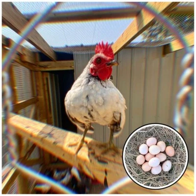 CREATION CULTIVATED 12+ Serama Chicken Hatching Eggs Malaysian & Trad (Micro, A & B, 100% Pure)