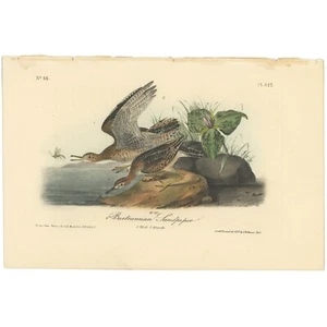 Audubon Birds Octavo 1ª Edición 1840 h/c Litografía Pl 327 Bartramian Sandpiper - Imagen 1 de 2
