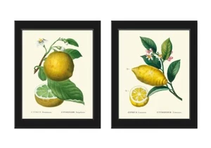 Citrus Prints Botanical Wall Art Set of 2 Beautiful Vintage Antique Unframed - Picture 1 of 6