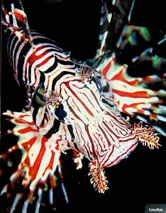 Lionfish - Ocean / Sea Animal Poster Print 9.5"x 12" - Picture 1 of 1