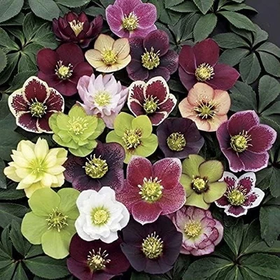 3 contenedores de rosa mixta de Cuaresma/Hellebore en macetas de 2,5 pulgadas - Ideal para otoño Foto 1 de 3