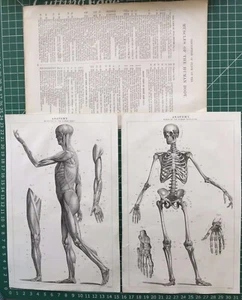1850 Antique Prints; Bones & Muscles of the Human Body - J.W. Lowry - Picture 1 of 3