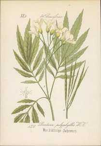 Chromolithographie : Vielblättrige Zahnwurz. Dentaria polyphyllos W. K. Crucifer - Picture 1 of 1