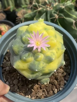 Редкий кактус суккулент растение пестрый красивый домашний сад растение WYSIYWG - Изображение 1 из 4