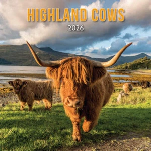 Calendario scozzese Highland Cow 2026 - Foto 1 di 2