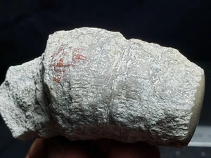 Gehörnte Koralle Fossil Exemplar aus Utah (2,6 Unzen) - Bild 1 von 4