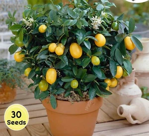 30 Dwarf Lemon Tree Indoor House Plant Outdoor Plants Seeds RARE Home Decor - Picture 1 of 5