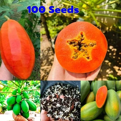 Semillas tropicales de fruta de papaya dama roja planta de árbol dulce enano cultivo orgánico tailandés Foto 1 de 4