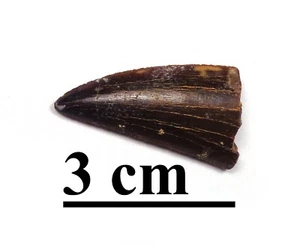 NEW! Excellent dino tooth, Late Cretaceous, Turonian, 90 ma, Uzbekistan #18 - Picture 1 of 5