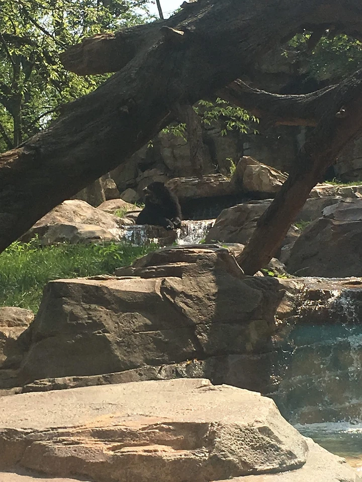 Adventures Of Beekle Unimaginary Friend - Dan Santat - Very Good - See condi... - Image 1 of 1