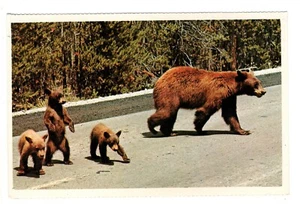 Postal WY Madre Oso Negro y Cachorros Wyoming Vida Silvestre - Imagen 1 de 2