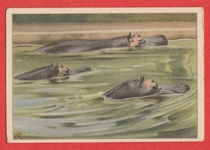 Tarjeta comercial holandesa 1940 de Verkade #66 hipopótamos de natación - Imagen 1 de 2