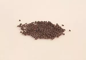 100 graines Aromatiques - BASILIC Marseillais - Ocimum basilicum - Imagen 1 de 4