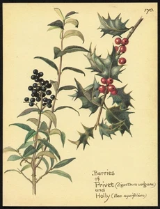 Edith Holden HOLLY and PRIVET BERRIES vintage repro 1906 botanical print - Picture 1 of 3