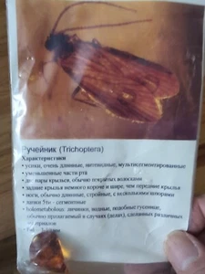 Triceropta In Amber Fossil - Picture 1 of 3