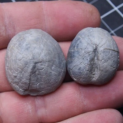 piezas 29-33mm Equinoide mm Toxaster peroni Fósil Natural Erizo de Mar 1 Foto 1 de 4