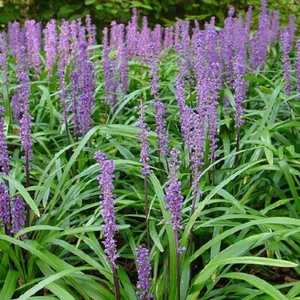 Flowering Ornamental Border Grass 25 + plants Liriope Ground Cover ๐ US seller! - Picture 1 of 9