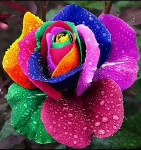 100 Stck. Regenbogen Rose Blumenkerne Haus Garten seltene Blumenkerne mehrfarbig - Bild 1 von 1