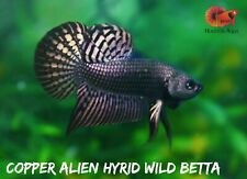 Dark Copper Alien Hyrid Wild Live Betta Fish High Quality A+++ VIP - USA Seller