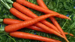 1oz Scarlet Nantes Carrot Seeds Carrots Heirloom (19,000 Seeds) - Picture 1 of 12