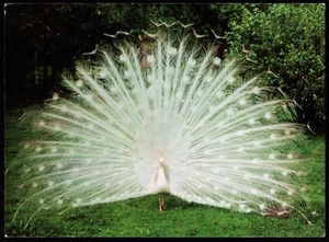 White peacock Postcard - Picture 1 of 2