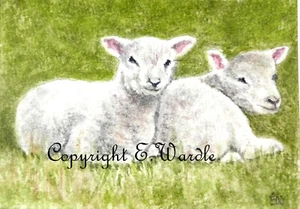 ACEO 2.5" X 3.5" 'LAMBS' PRINT of Original Watercolour By E.Wardle - Picture 1 of 2