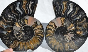 Large Black Ammonite Pair Great Crystals 110myo FOSSIL XXL 152mm 5.9" 9315ee - Picture 1 of 9