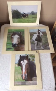 Joblot/Bundle Of 4x Mounted Photographs Of Horses/Ponies - Picture 1 of 11