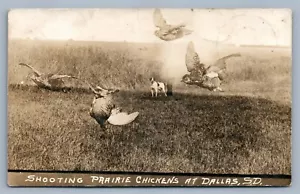 DALLAS SD SHOOTING PRAIRIE CHICKENS HUNTING ANTIQUE REAL PHOTO POSTCARD RPPC - Picture 1 of 2