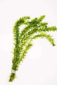 Egeria Densa - 1- 500 Bunches / Oxygenating Pond Water Plants/ weed - pond - ... - Picture 1 of 2