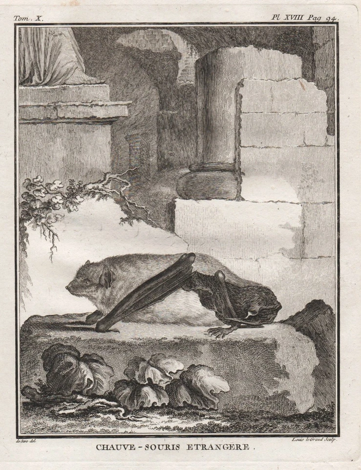 Chiroptera Fledermaus bats bat Chauve Kupferstich gravure engraving Buffon 1780 - Bild 1 von 1
