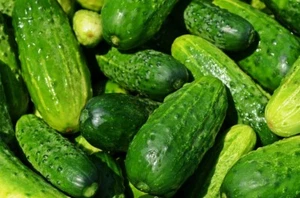 Spacemaster Cucumber Seeds, NON-GMO, Compact Cucumber Plant, FREE SHIPPING - Picture 1 of 2