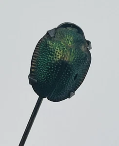 Antiguo pasador de palo egipcio escarabajo iridiscente verde plata esterlina victoriana - Imagen 1 de 6