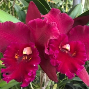 Maceta de orquídea planta Hey Song tamaño 3-4 pulgadas - Imagen 1 de 4