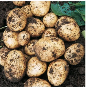 Organic Gatsby seed potatoes Early Main- for planting,X20 Tubers, For planting - Picture 1 of 1