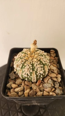 Astrophytum asterias cv.  Super Kabuto - Floración madura Foto 1 de 2