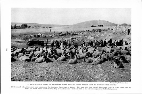 Vintage 1938 American Mountain Sheep Ranch - Unique Wall Art Print | eBay