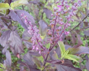 Ocimum tenuiflorum, hoja púrpura tailandesa albahaca sagrada tulsi hierba flor - 250 sementos - Imagen 1 de 11