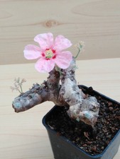 108.Sarcocaulon multifidum,caudex,ariocarpus.