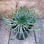 D2630 Euphorbia Inermis Pot18-H12-W35 Cm Mama Cactus
