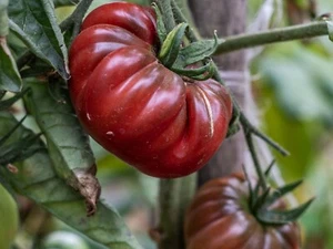 20 Samen - Schwarze Krimtomate - alt - Bauernsaatgut - BIO - Bild 1 von 1