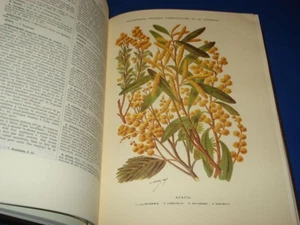 Praktisches Wörterbuch für Gartenbau und Gartenbau. Band I solo von A bis - Bild 1 von 1