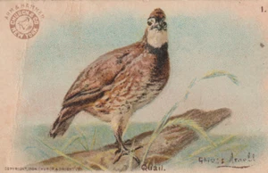 C 1904 Arm & Hammer Spiel Vogel Serie Wachtel Sammelkarte Nr. 1 Gustave Muss Arnolt - Bild 1 von 3
