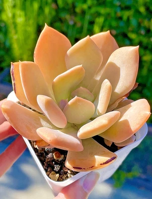 Rare Pink Succulent Echeveria 4-Inch Rooted Live Plant Gift Home Decor Last One - Image 1 of 4