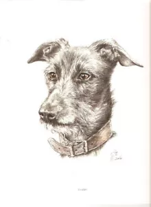 Lurcher Head Study with Collar Open Edition Art Print by UK Artist Vic Bearcroft - Picture 1 of 1