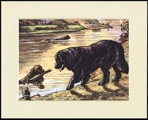 NEWFOUNDLAND AND WATER LOVELY DOG PRINT MOUNTED READY TO FRAME - Picture 1 of 1