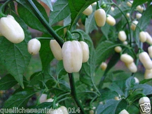 20 semi puri i di habanero white- bianco -vaniglia- peperoncino piccante+guida - Bild 1 von 1