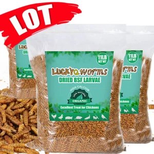 Bulk Dried BSF Mealworms for Wild Birds Food Chickens Hen Fish Treats Food Lot - Picture 1 of 11