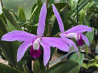 C. perrinii 'Suwada 4N' x 'Sistah' Cattleya Species Orchid Plant.